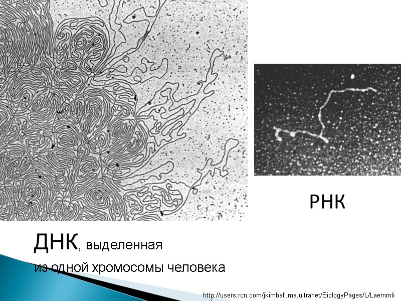 ДНК, выделенная  из одной хромосомы человека РНК http://users.rcn.com/jkimball.ma.ultranet/BiologyPages/L/Laemmli.gif